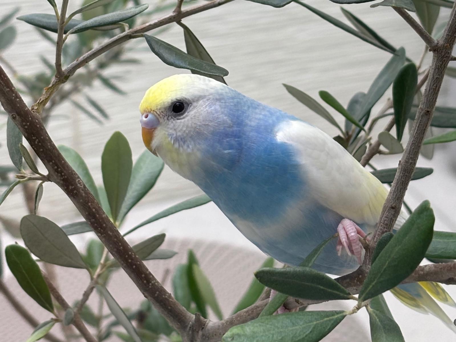 ラムネちゃん ラムネちゃん