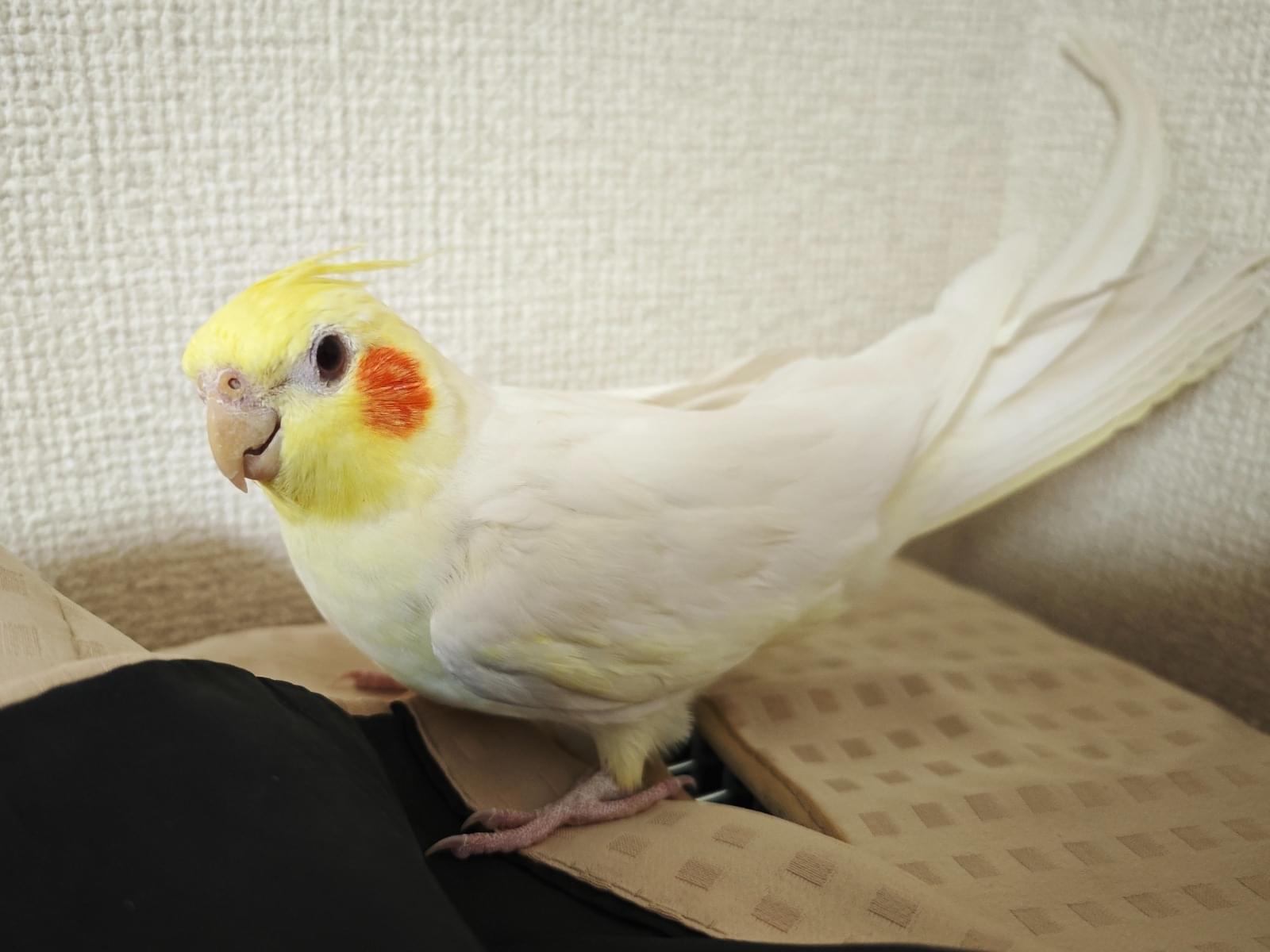 ピーちゃん ピーちゃん