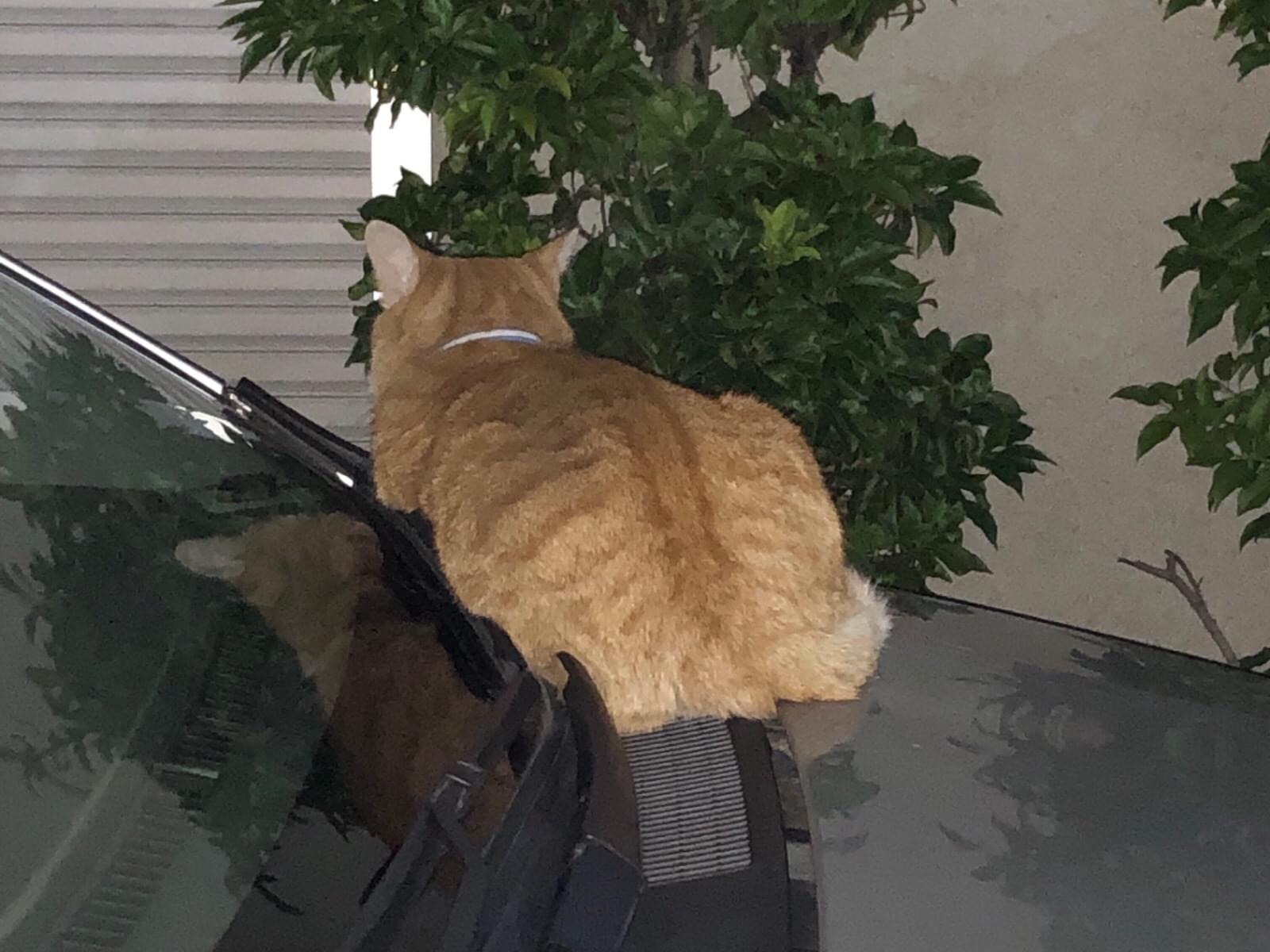 目撃された猫 目撃された猫