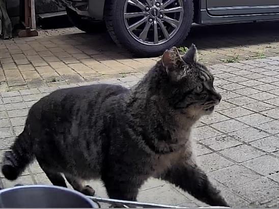 目撃された猫 目撃された猫
