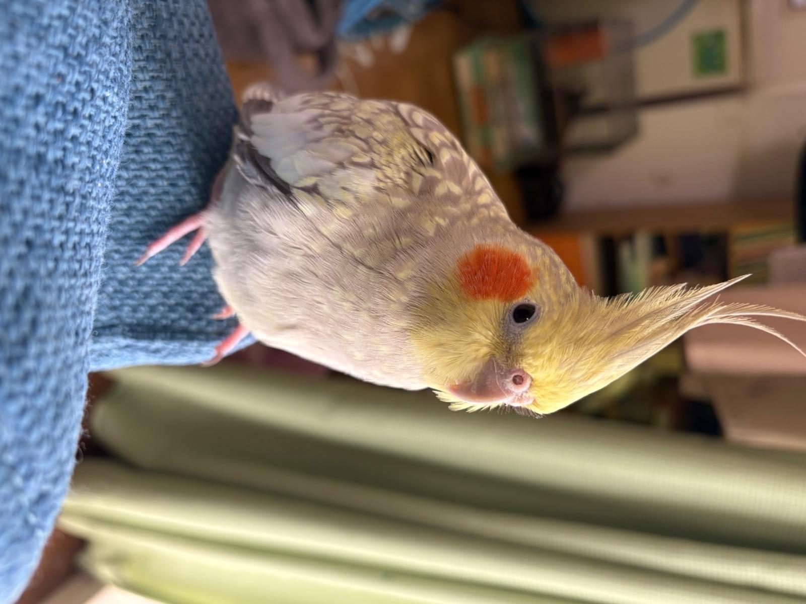しーちゃん しーちゃん