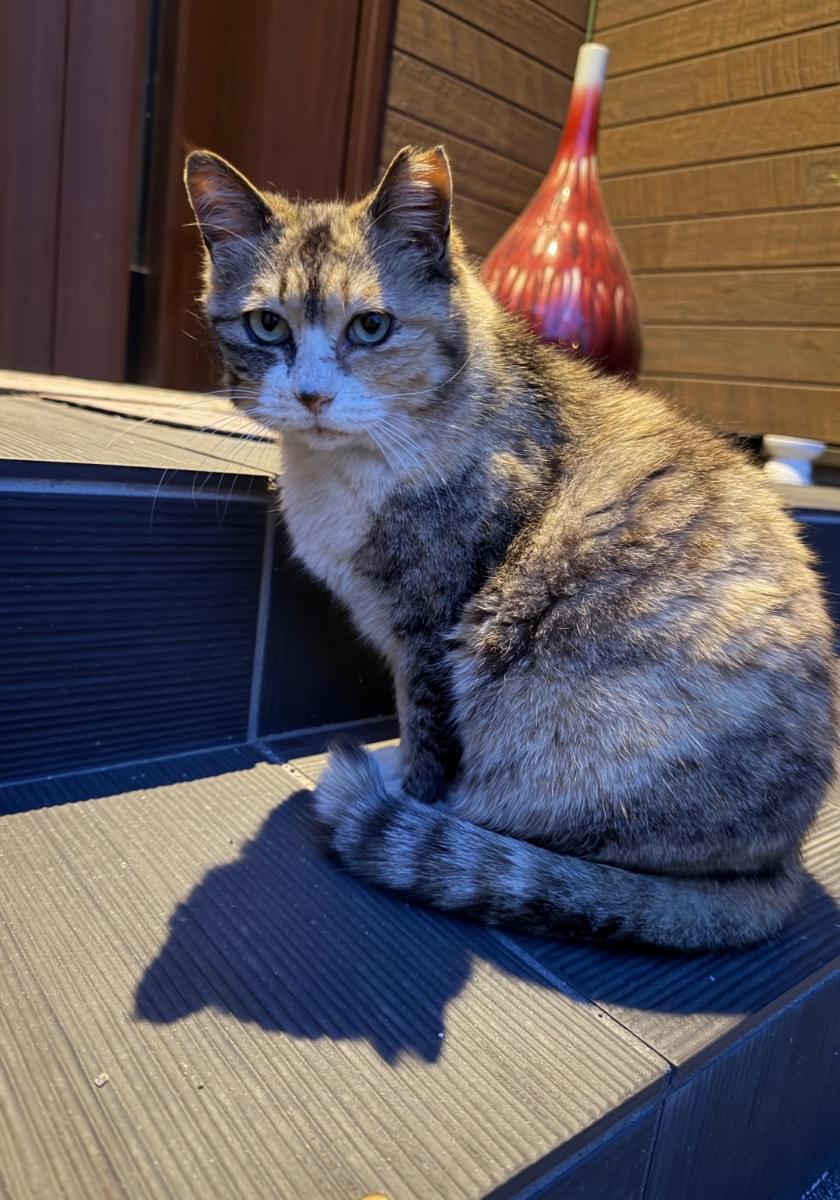 探してます‼️三毛猫っぽい雑種サクラ耳(カット左耳)