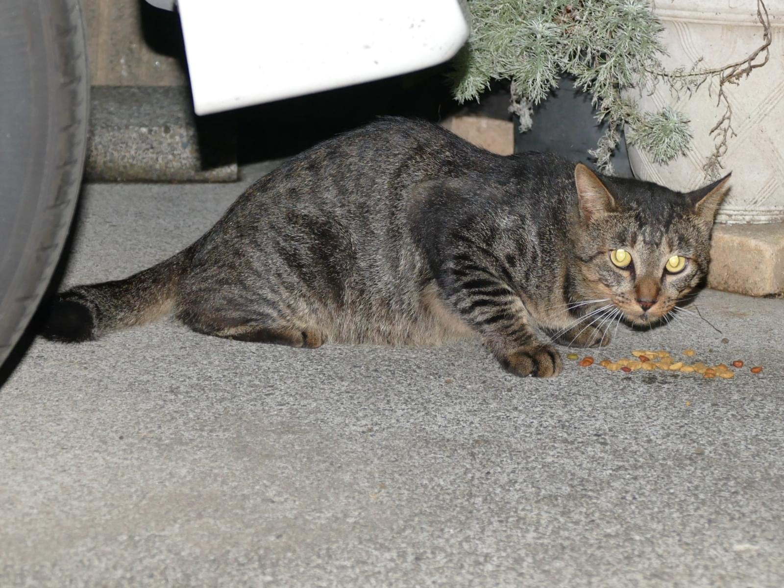 目撃された猫 目撃された猫