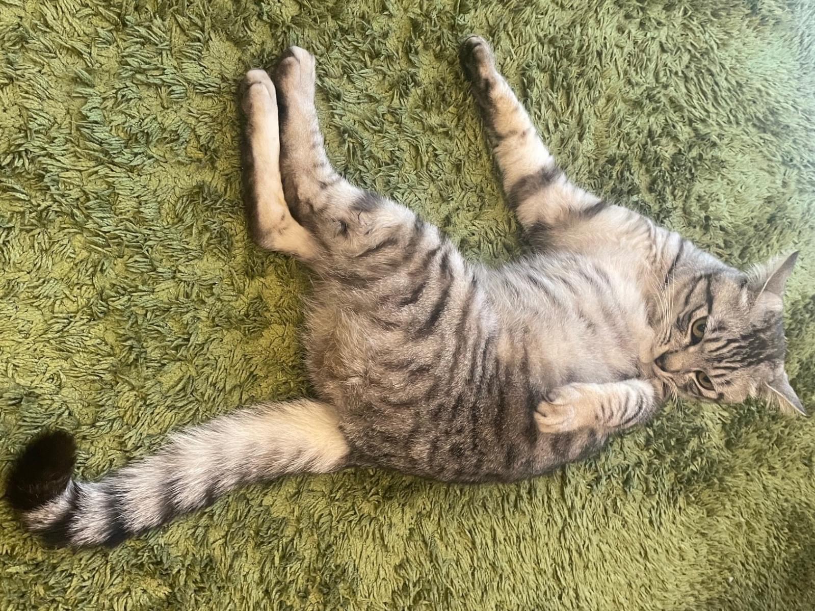 むぎちゃん むぎちゃん