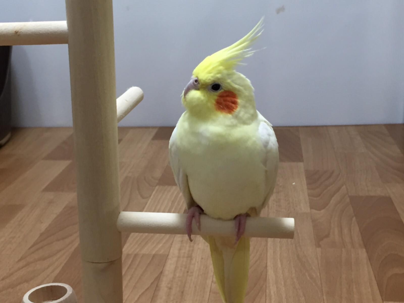 はなちゃん はなちゃん