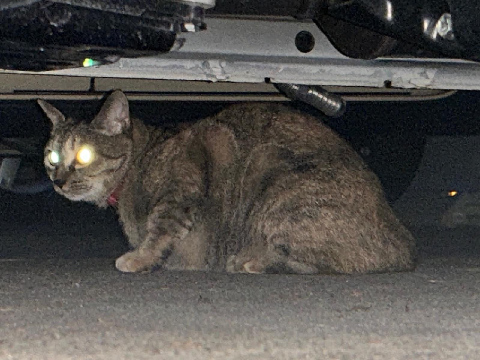 目撃された猫 目撃された猫