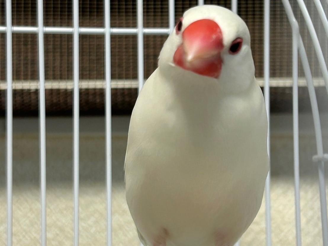 保護された鳥 保護された鳥