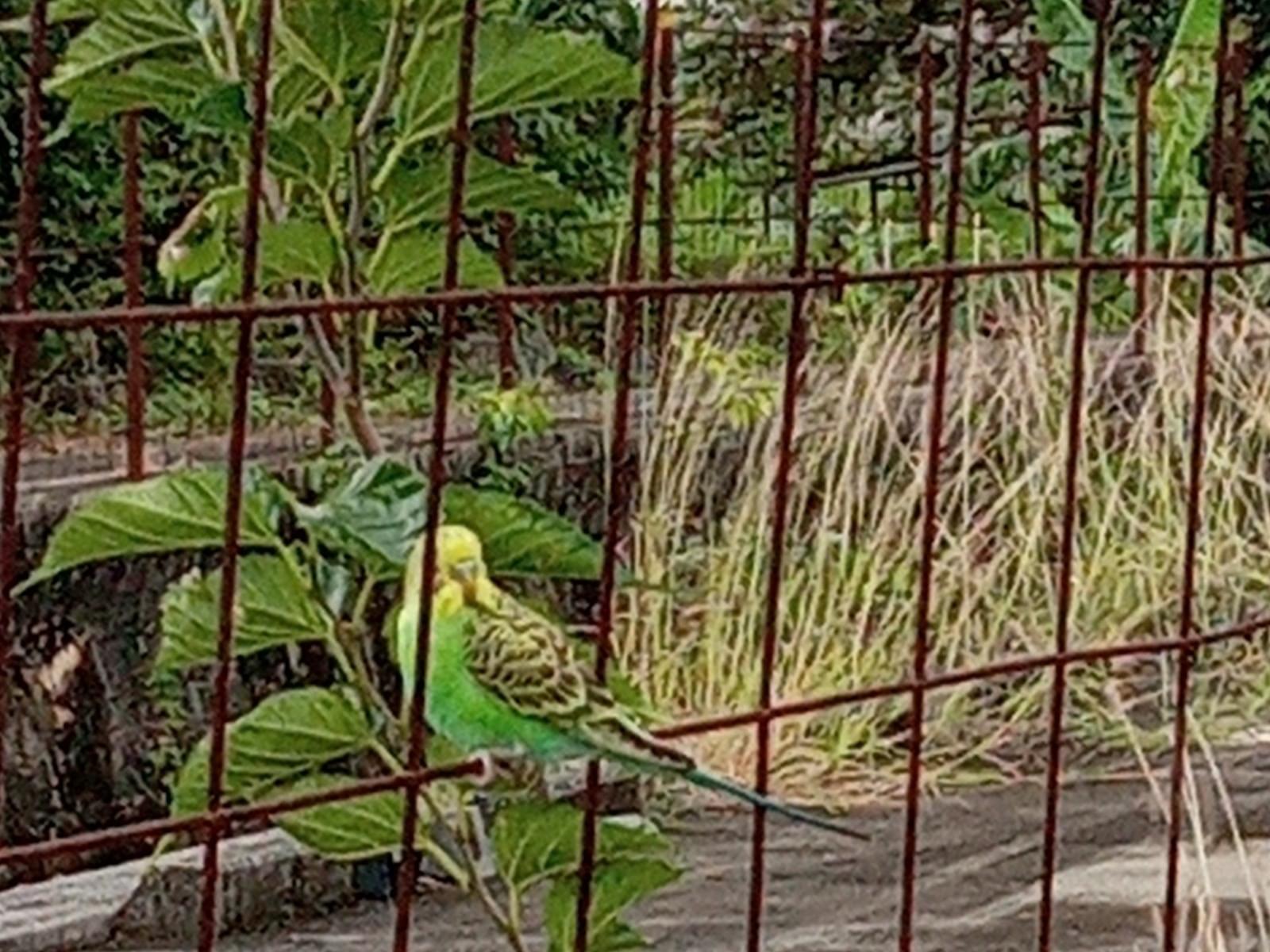 目撃された鳥 目撃された鳥