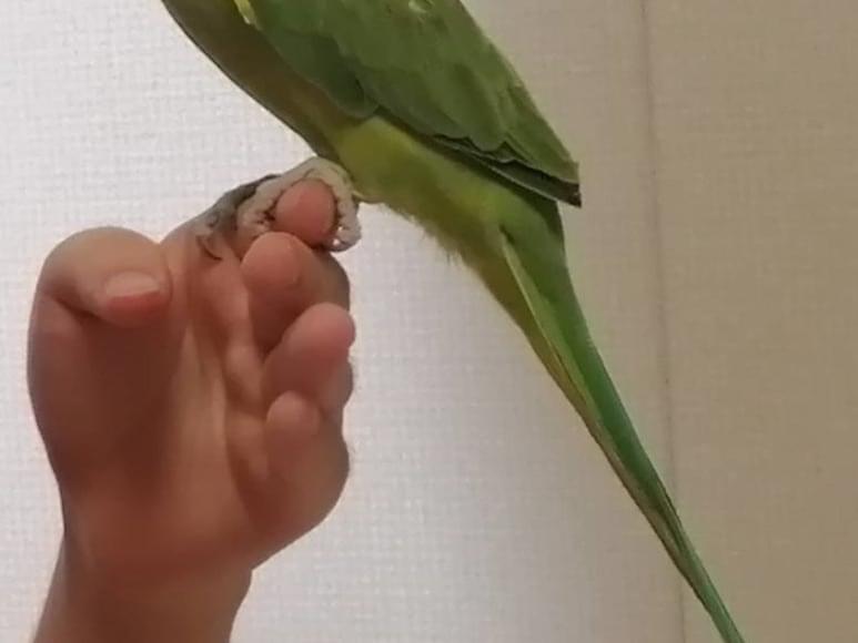 ミドリちゃん ミドリちゃん