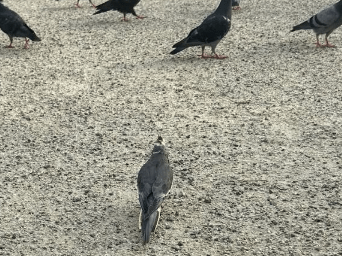 目撃された鳥 目撃された鳥