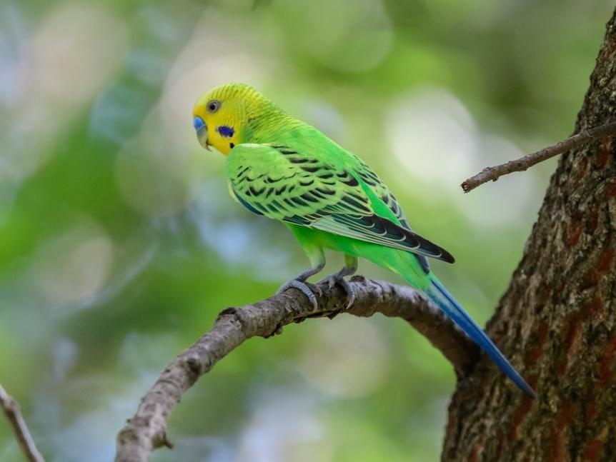 目撃された鳥 目撃された鳥