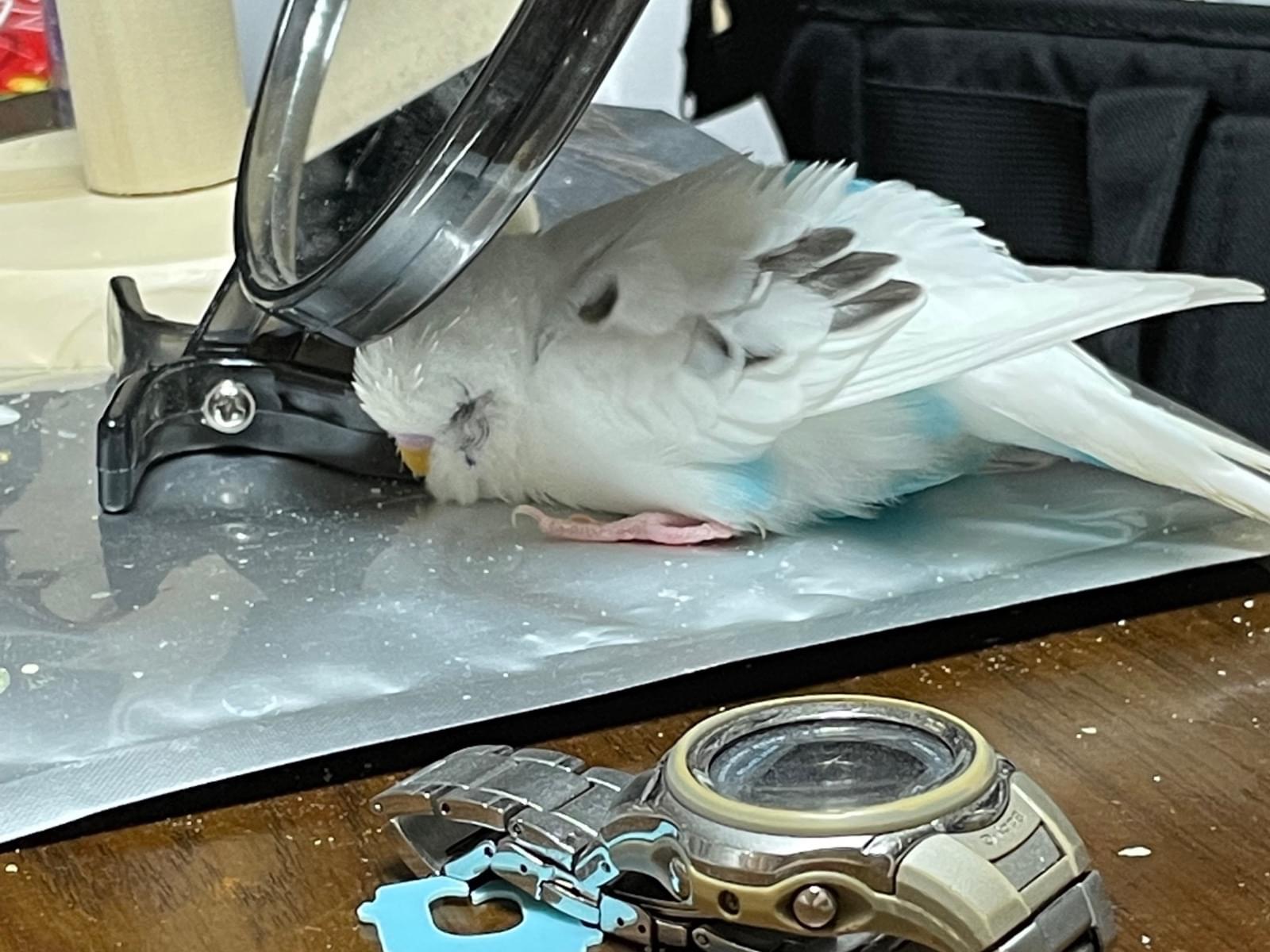 シロちゃん シロちゃん