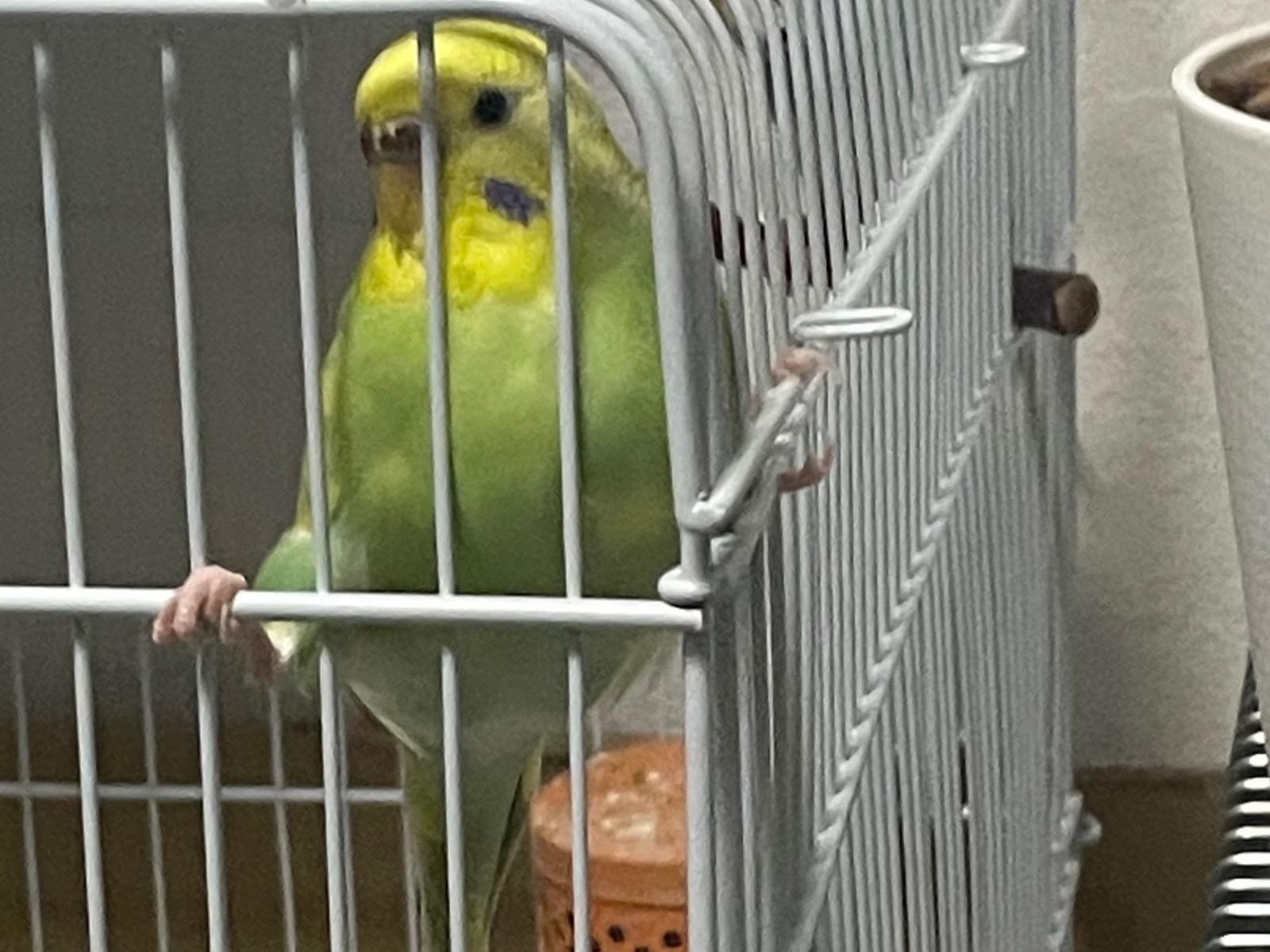 ららちゃん ららちゃん