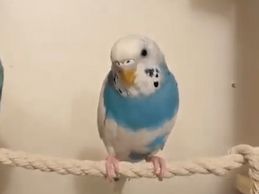 ぽこちゃん ぽこちゃん