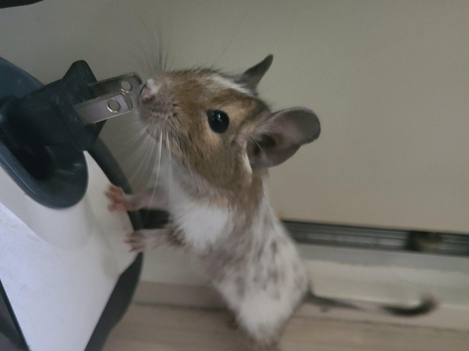 スノウちゃん スノウちゃん