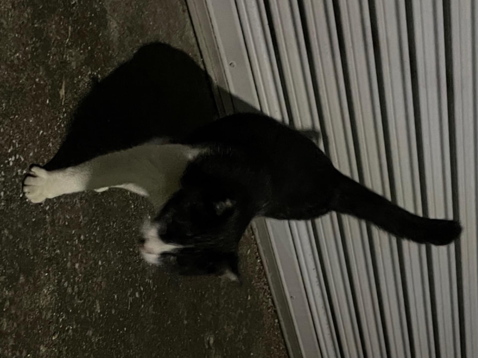目撃された猫 目撃された猫
