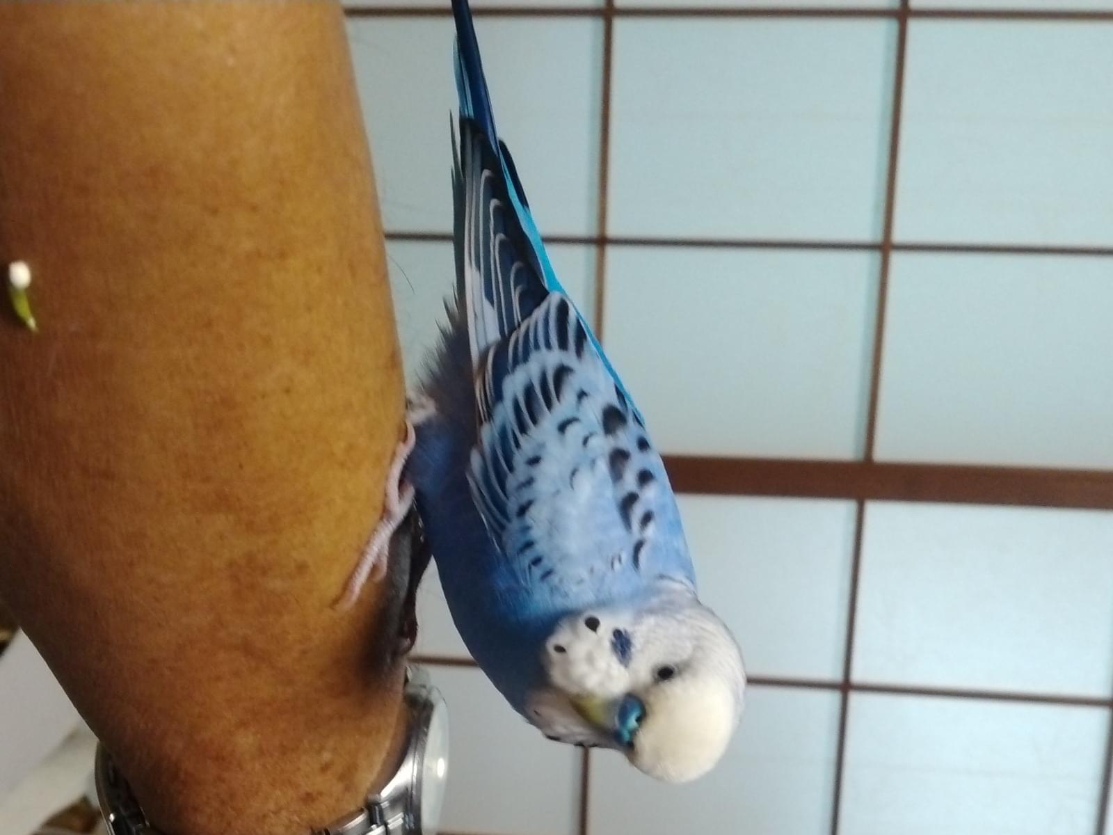保護された鳥