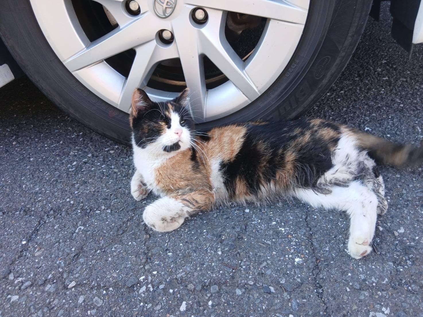 保護された猫