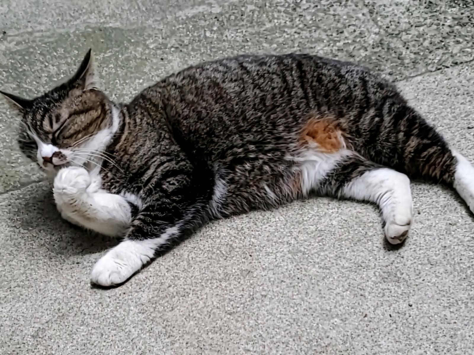 のちちゃん のちちゃん