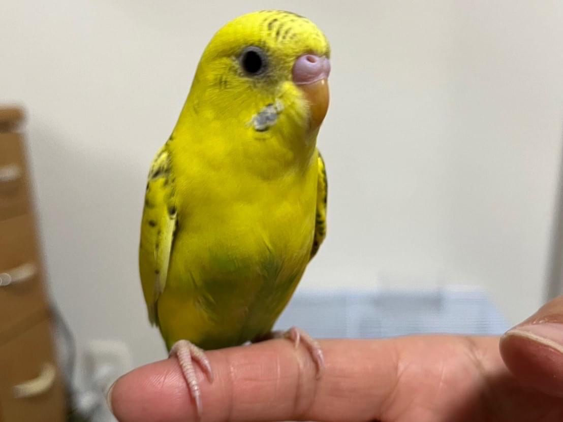ピーすけちゃん ピーすけちゃん
