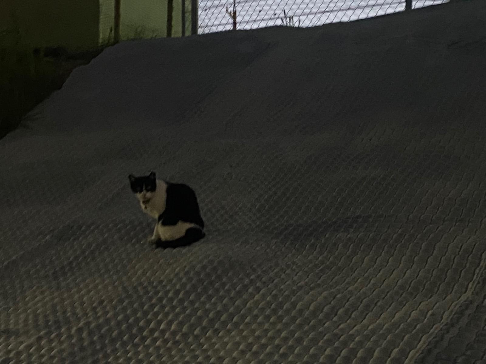 目撃された猫 目撃された猫