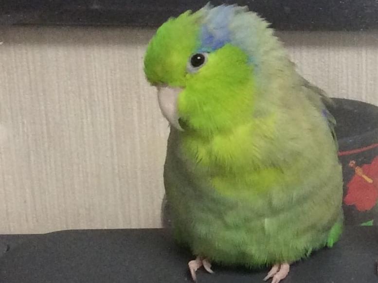 リョクちゃん リョクちゃん