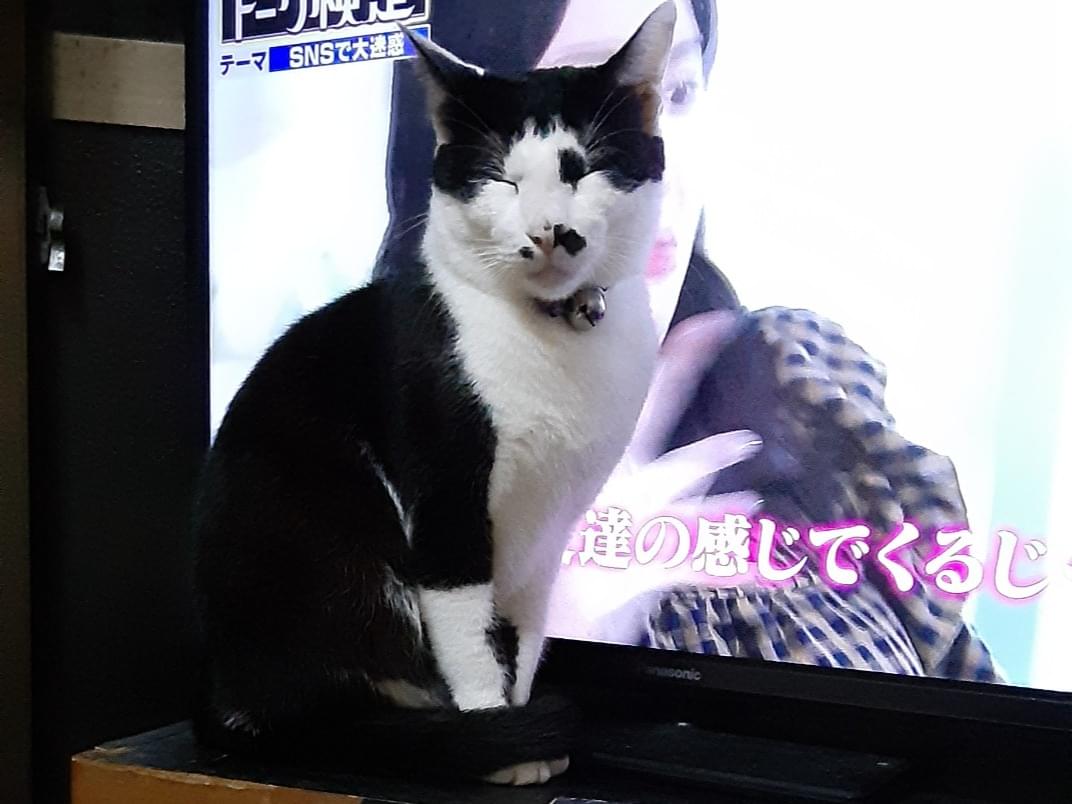 モモちゃん モモちゃん