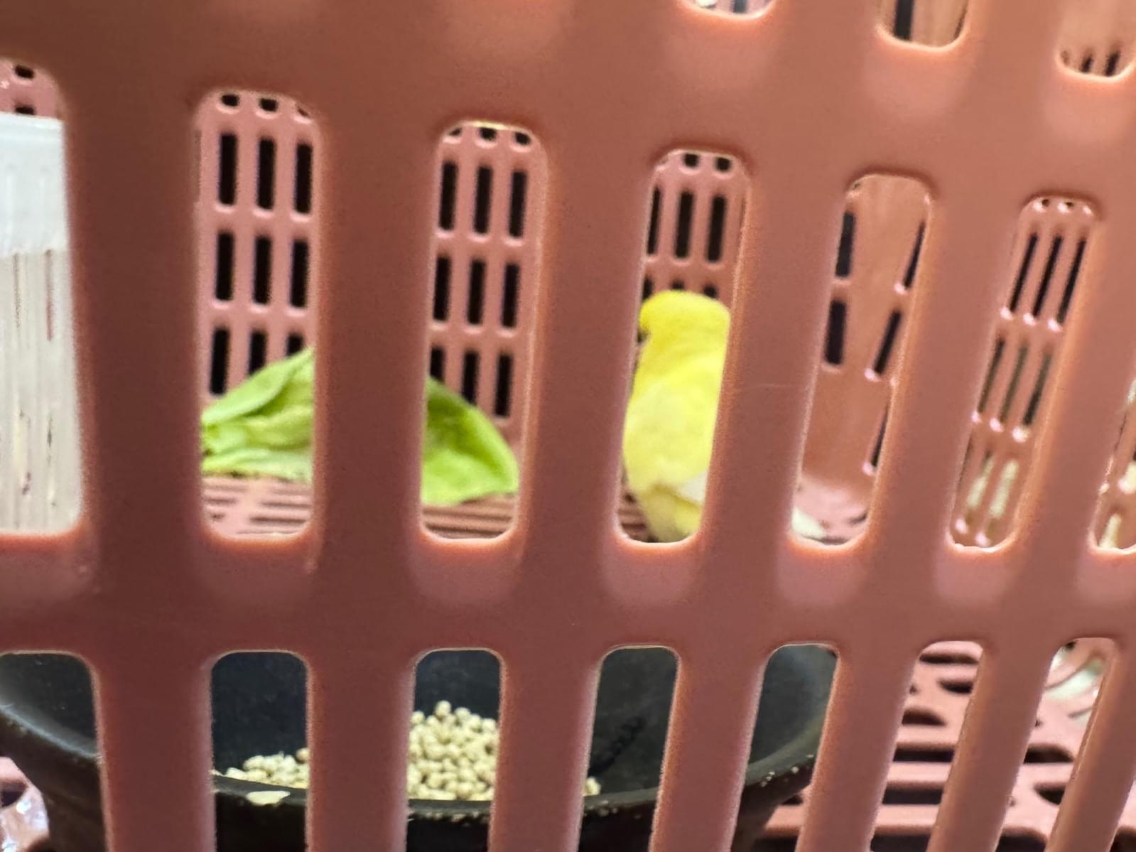 目撃された鳥 目撃された鳥