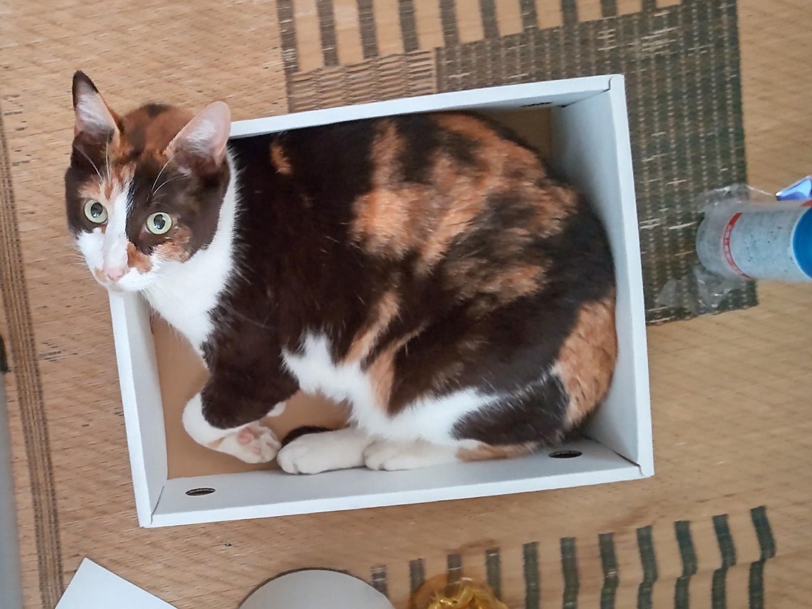 べにちゃん べにちゃん