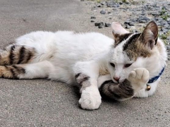 にゃあちゃん にゃあちゃん