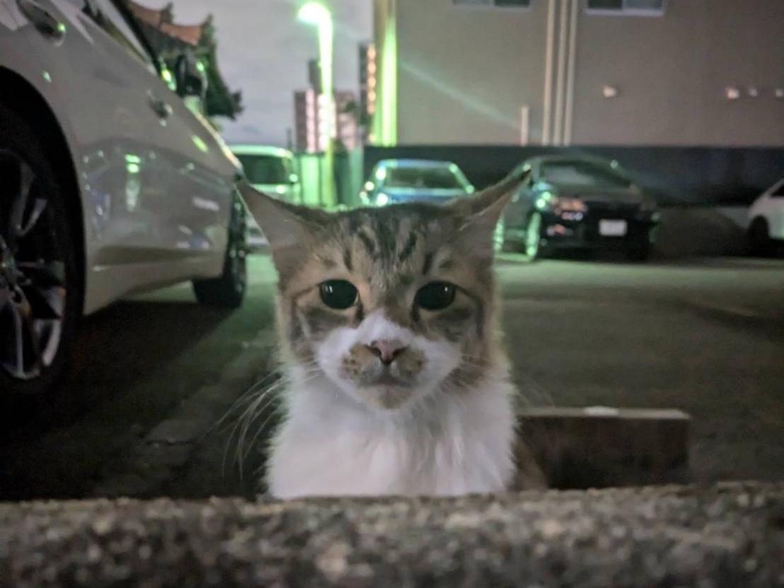 目撃された猫 目撃された猫