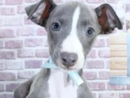 イタリアングレーハウンド ハーネスとリードをつけたままの子犬です!