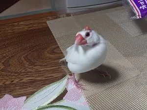 熊本の迷子のペット 56件