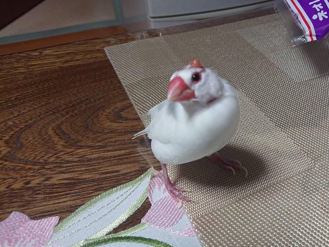 ハッピーちゃん ハッピーちゃん