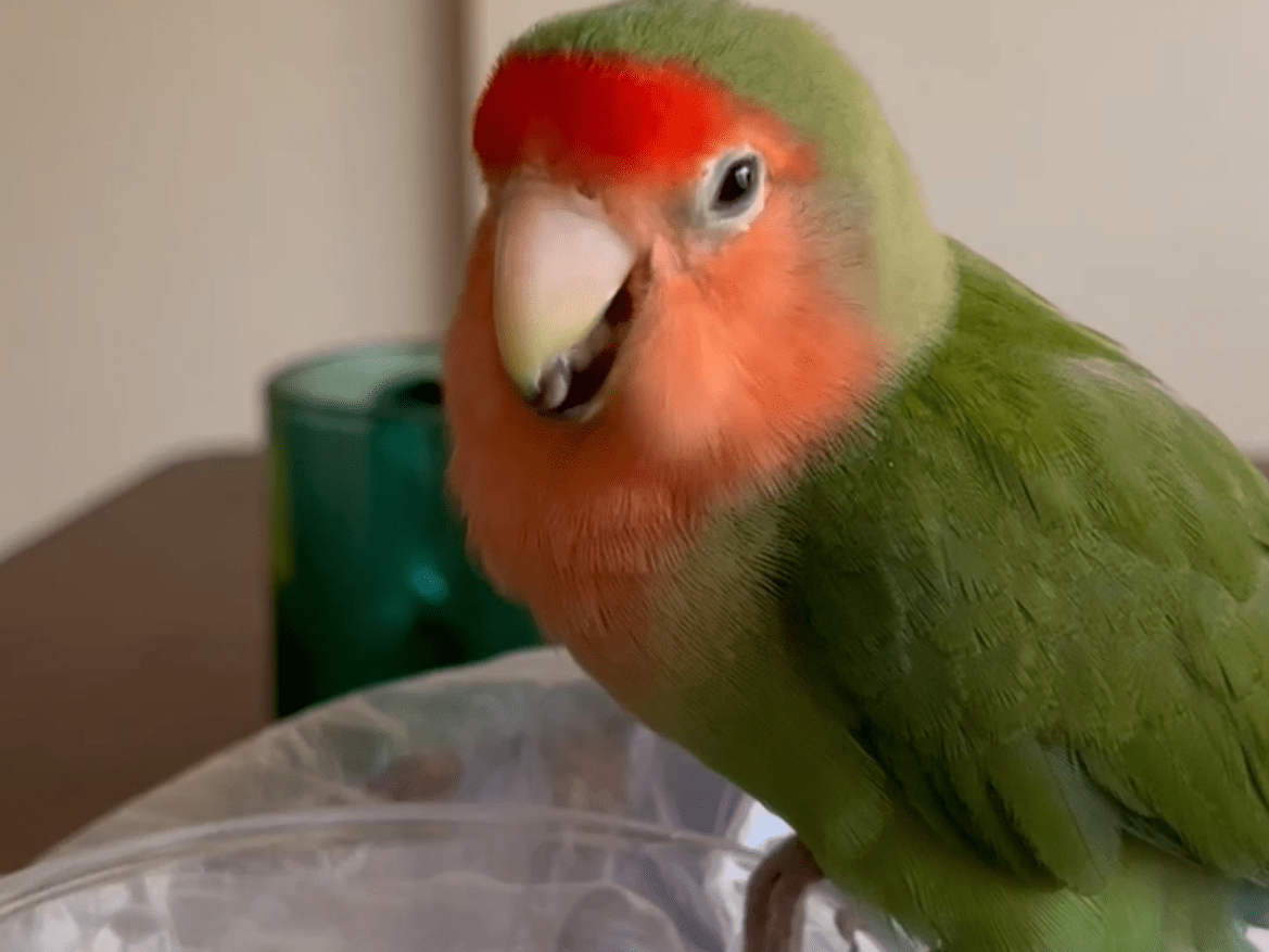 とんすけちゃん とんすけちゃん