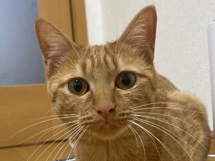 とろろちゃん とろろちゃん