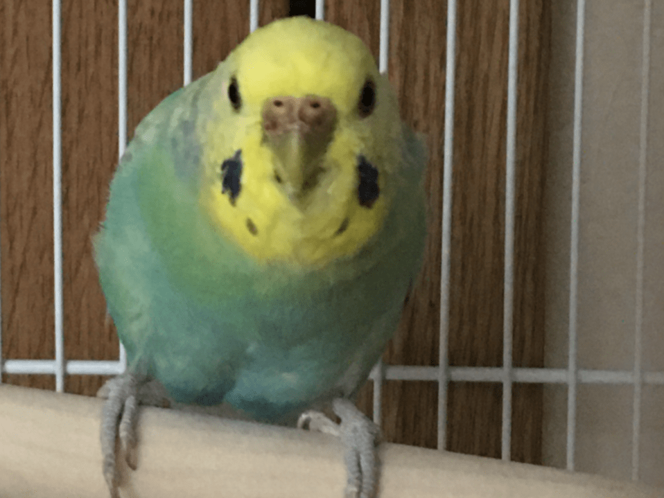 保護された鳥 保護された鳥