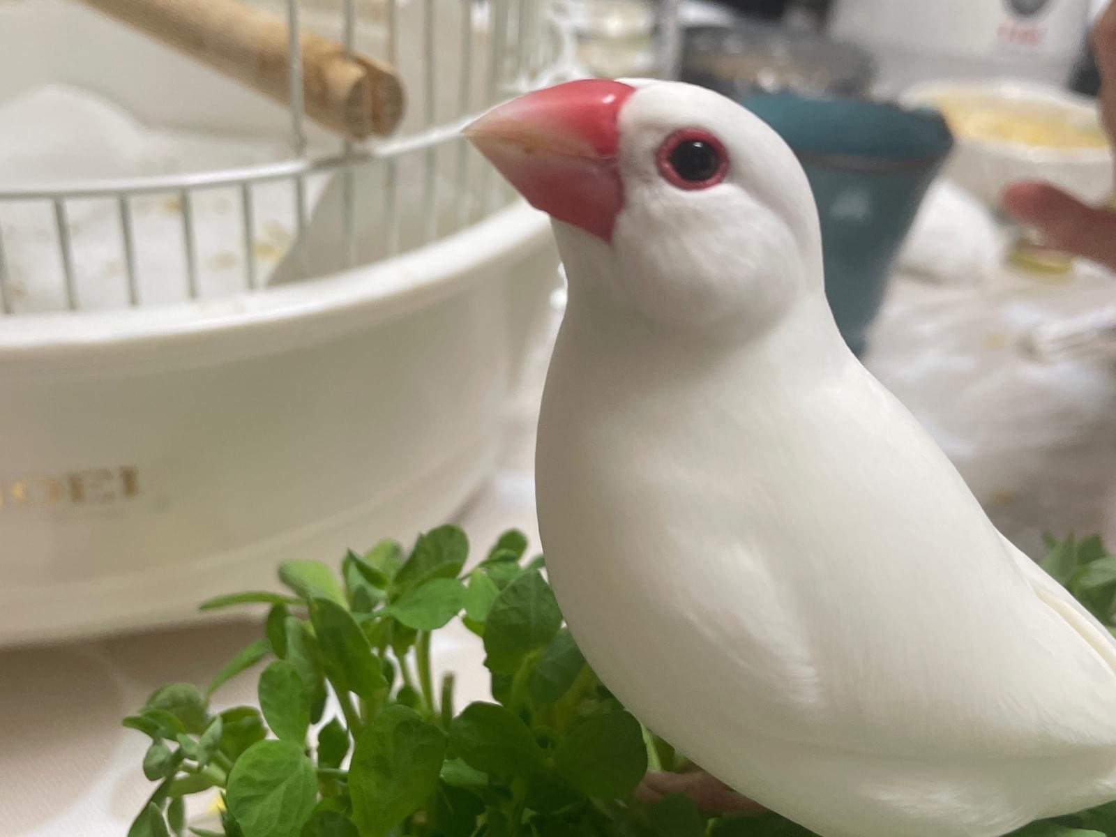 ウリちゃん ウリちゃん