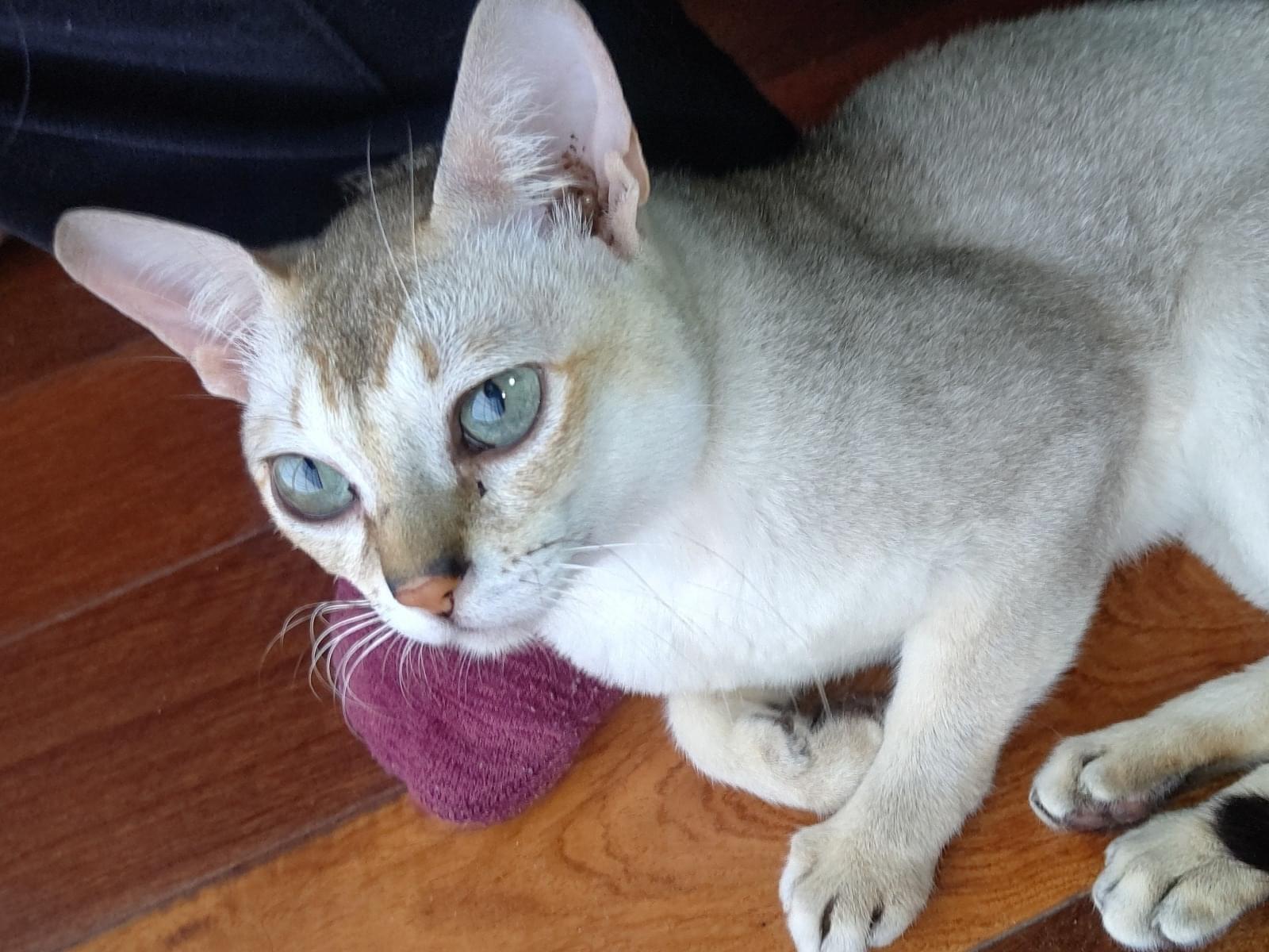 保護された猫 保護された猫