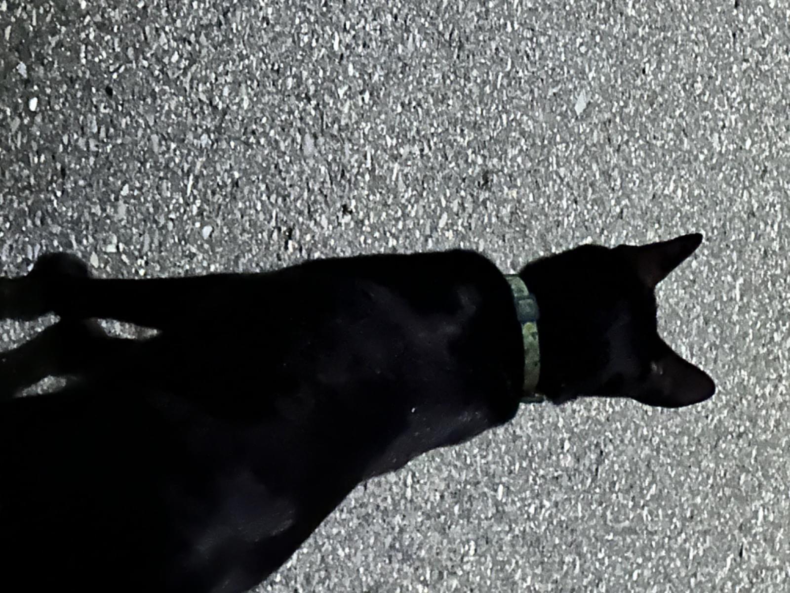 目撃された猫 目撃された猫