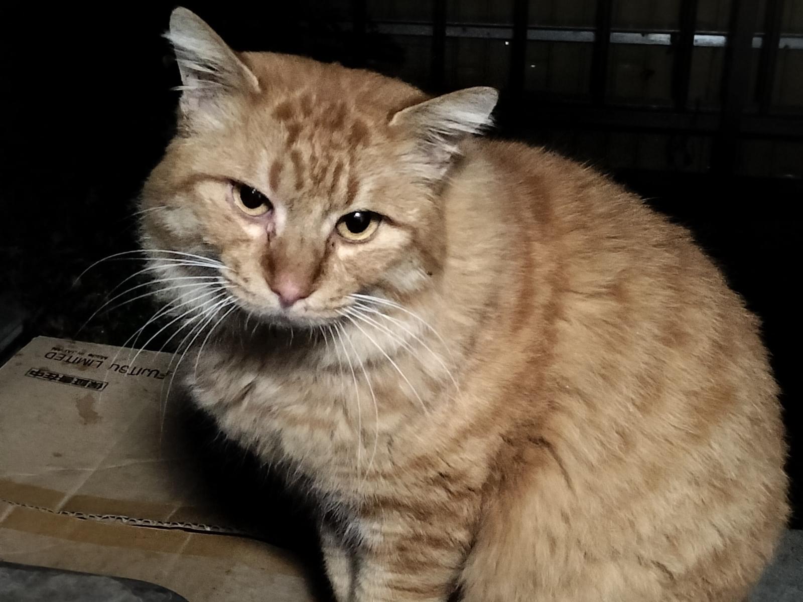 目撃された猫 目撃された猫