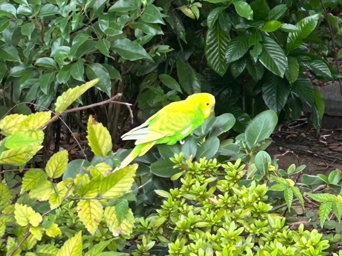 目撃された鳥