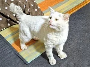 短い鍵しっぽの白猫を探しています
