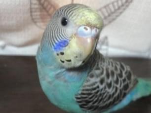 ルルちゃん ルルちゃん