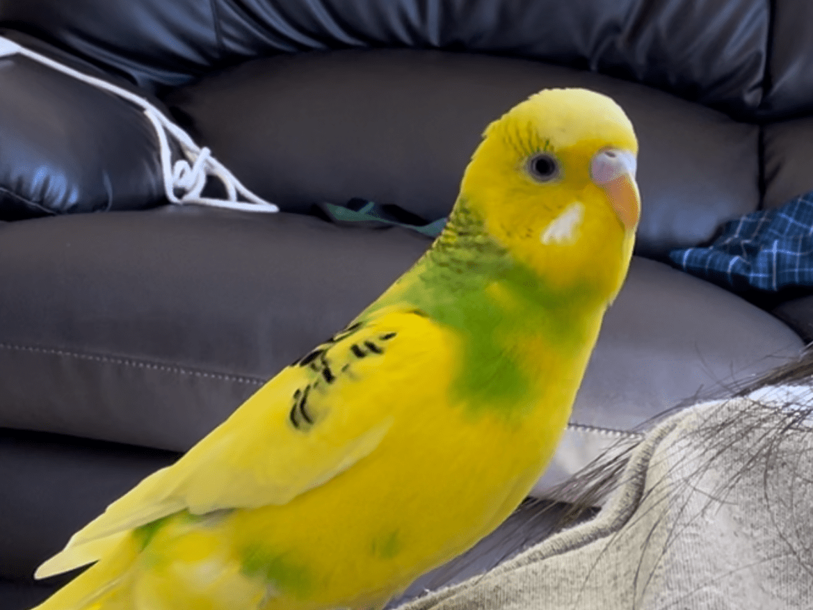 ちーこちゃん ちーこちゃん