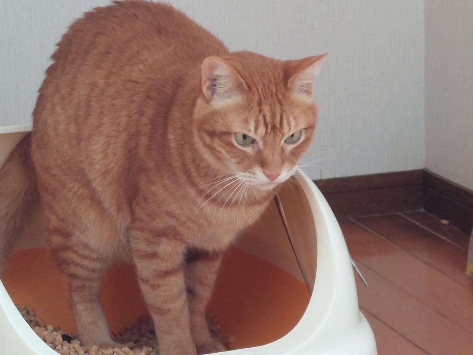 うめちゃん
