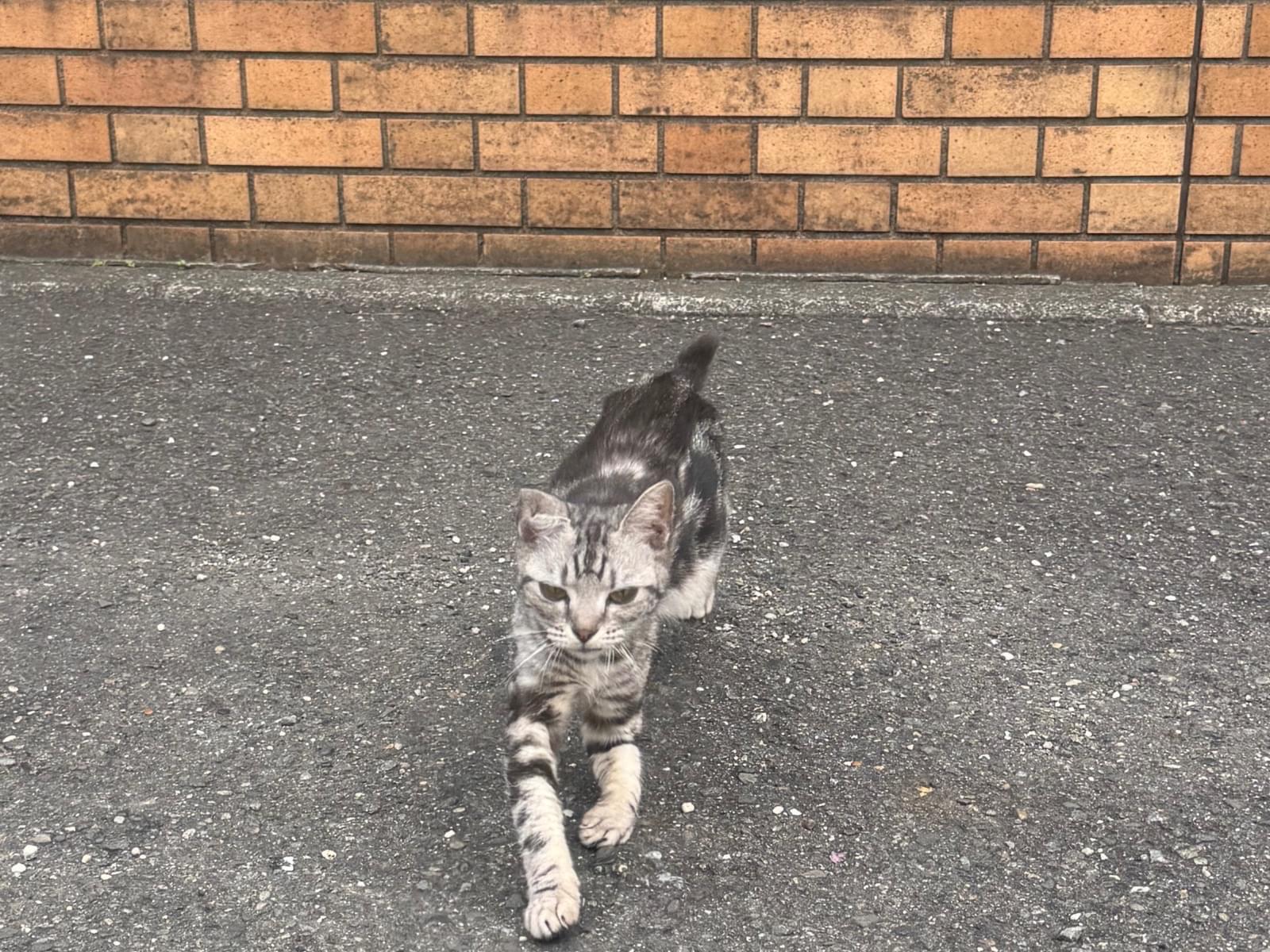 保護された猫
