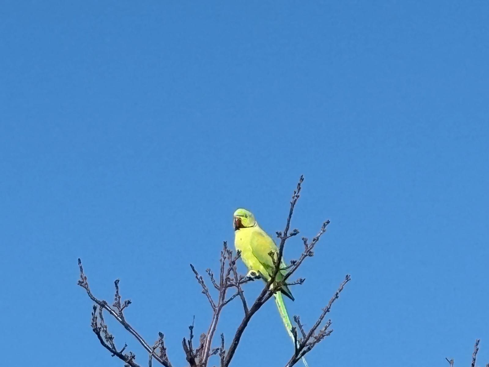 目撃された鳥 目撃された鳥