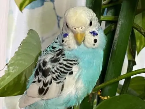 ブルーのセキセイインコ(見つかりました)