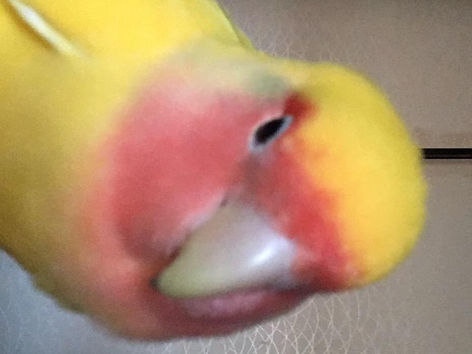 さくらちゃん さくらちゃん